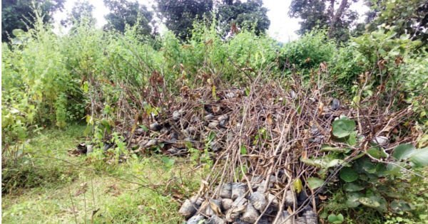सूखे हुए आम के पौधे : अल्लाडी ग्राम पंचायत द्वारा फेंके गए