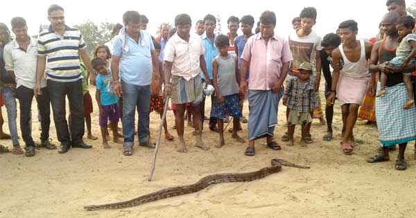 खेत से अजगर को निकालने के बाद उसकी लंबाई का अनुमान लगाते ग्रामीण